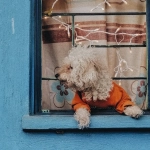 Игровой интерфейс слота The Dog House Megaways с барабанами и символами